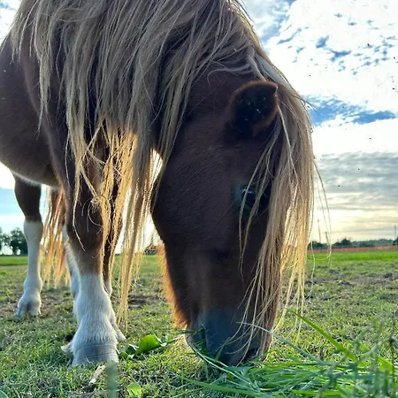 Tenuta Oasi Del Cavallo Appartamento *